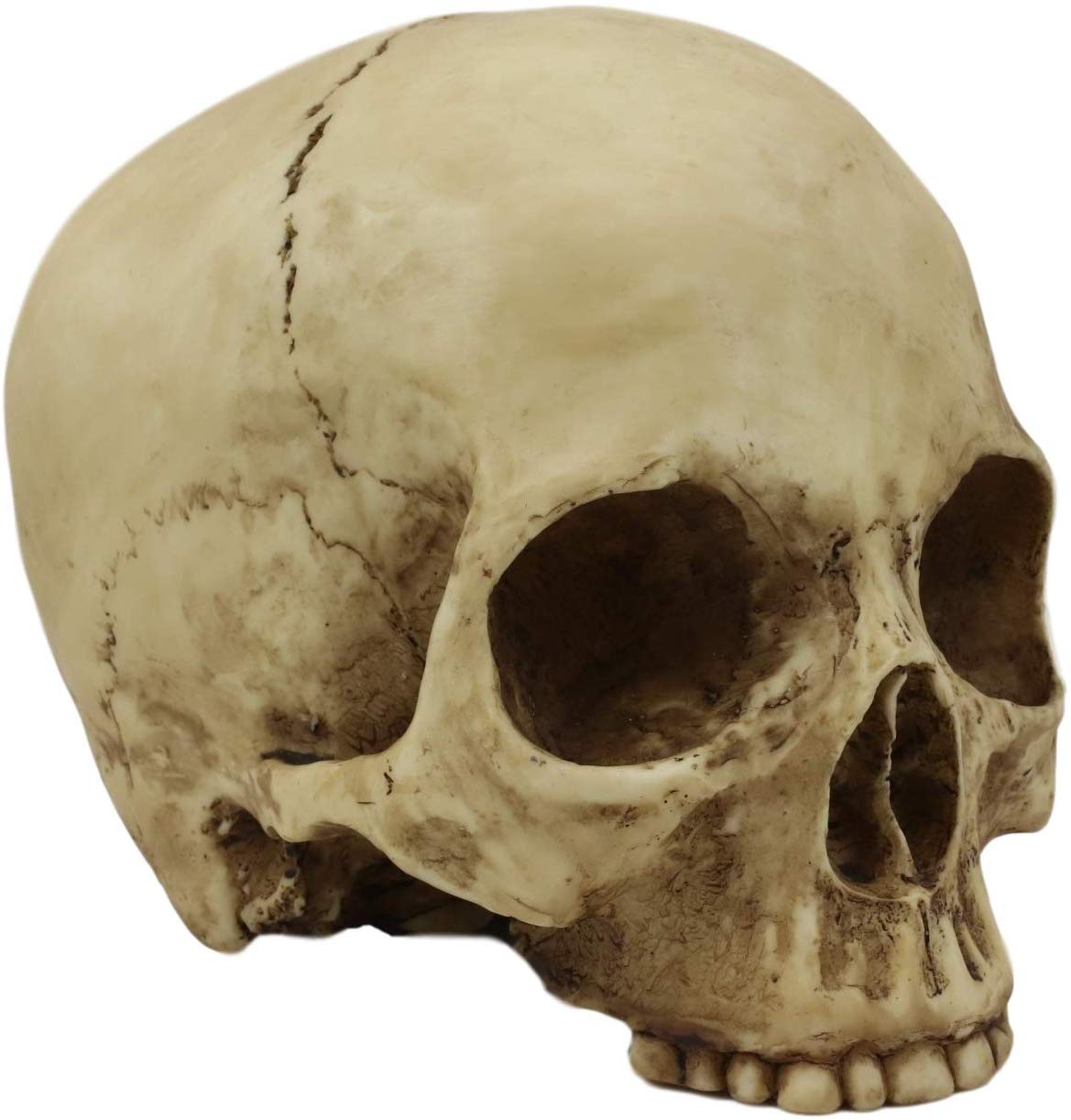 Ebros Realistic Homo Sapiens Jointed Human Half Jawless Skull Statue 7" Long