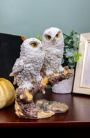 Ebros Night Spies Two White Baby Owls Perching On Tree Branch Statue 5.75" H