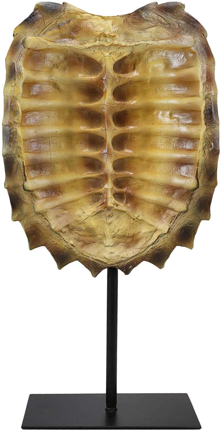 Ebros Large Nautical Reptile Alligator Snapping Turtle Shell Sculpture On Museum Stand