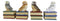 Wisdom Of The Forest Bibliography Owls Sitting On Books Figurine Owl Set Decors