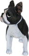 Realistic Miniature Boston Terrier Puppy Dog With Faint Red Face Figurine