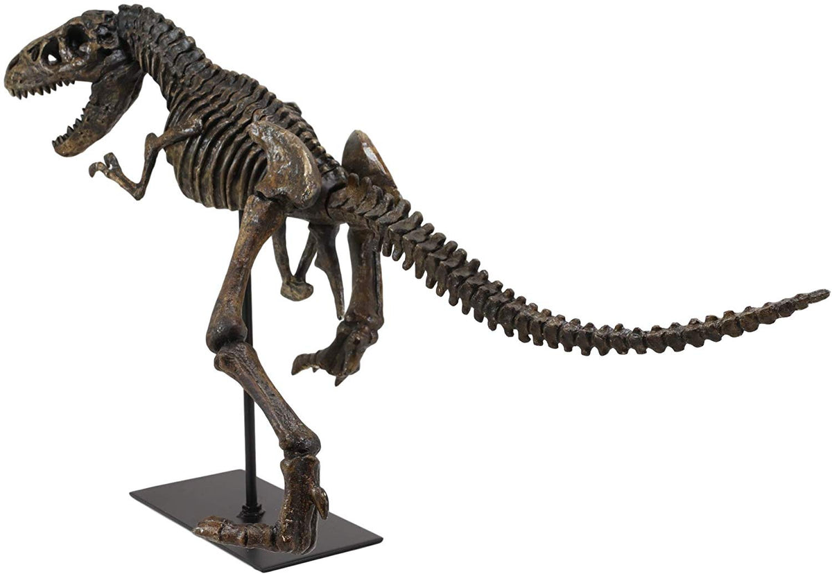 Ebros  Jurassic Dinosaur Tyrannosaurus Rex Fossil Skeleton Statue On Museum Mount 24"L - Ebros Gift