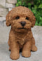 Ebros Sitting Lifelike Realistic Brown Bichon Frise Puppy Dog Statue 6.75" High