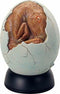 5.25 Inch Brown Rust Colored Baby Dinosaur Cracked Egg Hatchling
