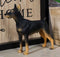 Pet Pal Lifelike Realistic Black Doberman Pinscher Dog Miniature Figurine