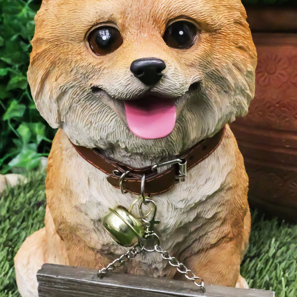 Pomeranian clearance with collar