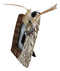 Pack Of 2 Indian Eagle Feathers Dreamcatcher 4X6 Wall Or Desktop Photo Frame
