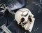 Pack of 12 Novelty Bone Colored Jointed Homosapien Cranium Skulls Keychains