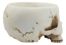 Halloween Skeleton Half Skull Bowl Treat Holder Figurine Homosapien Skull Statue