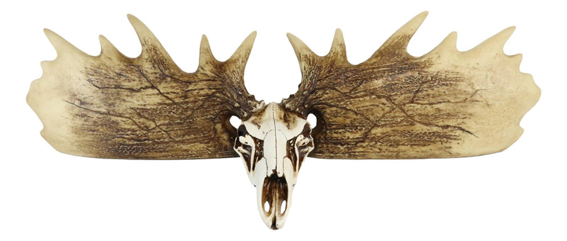 Rustic Western Moose Elk Skull With Point Hook Antlers Wall Floating Shelf 22"L