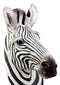 Madagascar Large Zebra Head Wall Decor Plaque 16"Tall Taxidermy Decor Sculpture