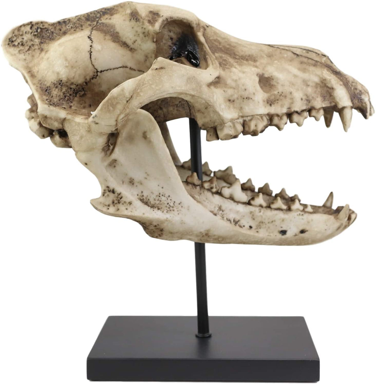 Ebros Direwolf Fossil Skull Statue On Pole Mount and Brass Name Plate 12.5" Long