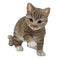 Ebros Lifelike Pawing Grey Tabby Cat Statue 13.75"Long With Glass Eyes Hand Painted Realistic Feline Cat Figurine