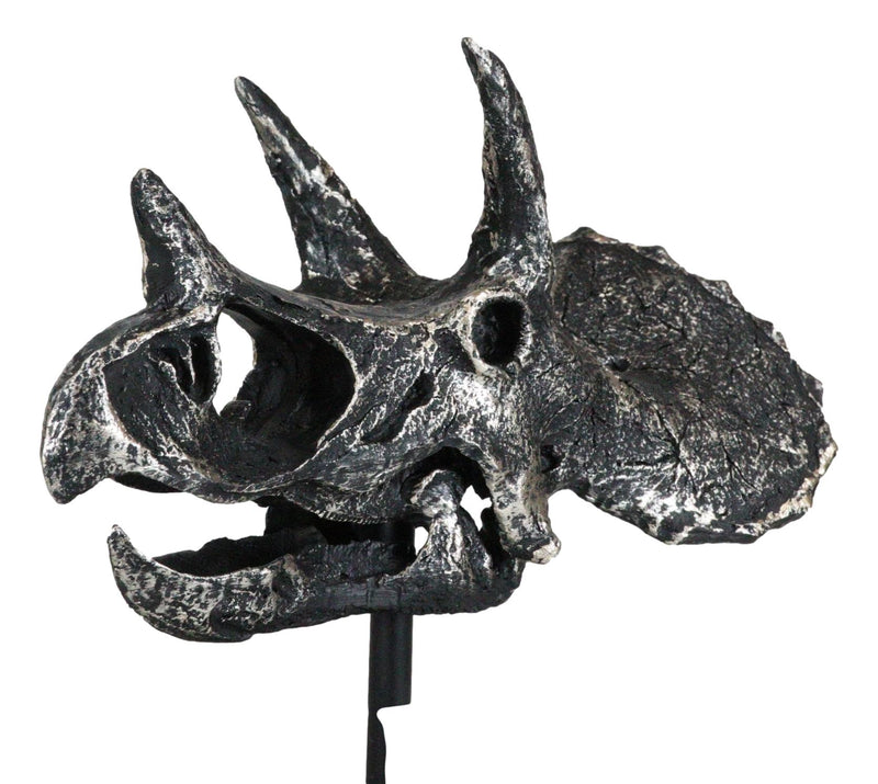 Jurassic '3 Horns' Triceratops Dinosaur Fossil Skeleton Statue With Stand 9"L
