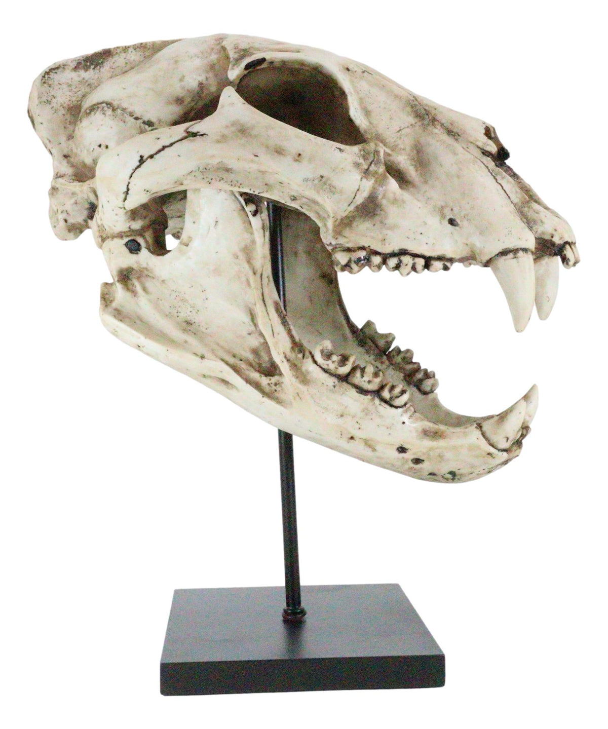 African Lion Fossil Skull Baring Jaws and Teeth Statue On Museum Pole Mount 14"H - Ebros Gift