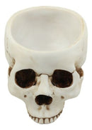 Halloween Skeleton Half Skull Bowl Treat Holder Figurine Homosapien Skull Statue