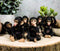Ebros Whimsical Monkey See Monkey Do Set of 6 Chimpanzee Multi Pose Figurines