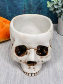 Halloween Skeleton Half Skull Bowl Treat Holder Figurine Homosapien Skull Statue