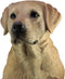 Ebros Large Realistic Lifelike Yellow Labrador Retriever Statue 21"H Golden Retriever