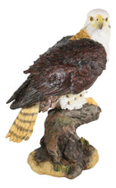 Ebros Wildlife Red Tailed Hawk On Tree Stump Statue Birds Of Prey Figurine 10"H
