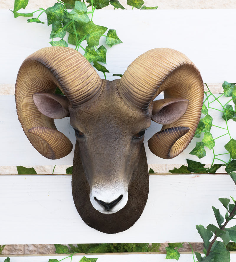 Rocky Mountains Bighorn Ram Trophy Taxidermy Wall Decor Sculpture Hanging Plaque