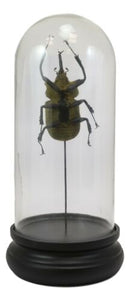 Entomology Elephant Beetle Faux Taxidermy Sculpture in Glass Dome Cloche Display