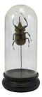 Entomology Elephant Beetle Faux Taxidermy Sculpture in Glass Dome Cloche Display
