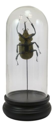 Entomology Elephant Beetle Faux Taxidermy Sculpture in Glass Dome Cloche Display
