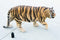Grand Size 55"Long Majestic Lifelike Jungle Apex Predator Bengal Tiger Statue