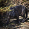 Grand Scale Realistic Black Panther Jaguar Leopard Prowling Statue 31"Long