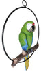 Hanging Military Macaw Parrot Perching on Branch in Metal Round Ring 13.5"H