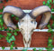 Large Texas Corsican Ram Skull And Horns Wall Trophy Nature's Taxidermy 15"Wide