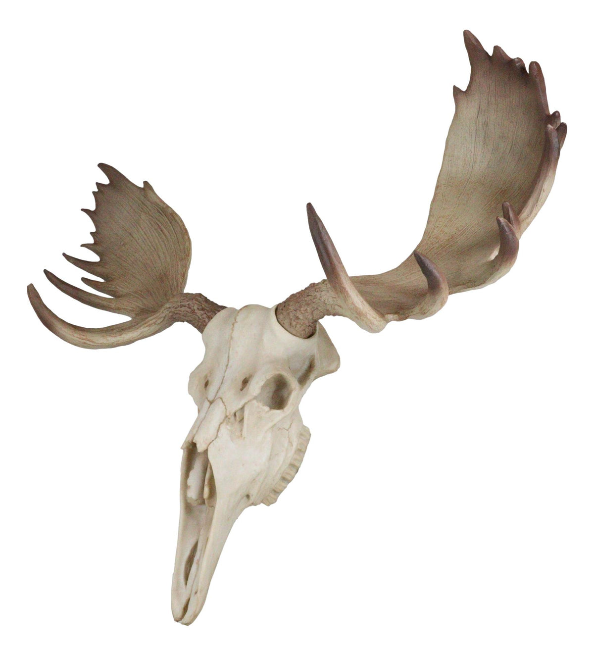 Czar North American Bull Moose Skull Wall Decor 22"Wide Wall Mount Plaque Art