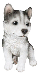 Ebros Lifelike Siberian Husky Sled Dog Puppy Sitting Figurine 6.75"H Animal Pet