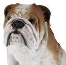Lifelike Realistic English Bulldog Statue 14.5"Tall Fine Pedigree Dog Breed