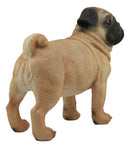 Ebros Large Realistic Fawn Pug Dog Statue 12"L Fine Pedigree Dog Breed Pugsy