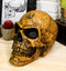 Ebros Alchemy Alpha Omega Ancient Mystical Symbols Skull With Sharp Canine Figurine