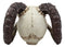 Large Bizarre Demonic Krampus Ram Horned Skull Statue Gothic Figurine Halloween