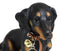 Ebros Adorable Black & Tan Dachshund Dog Welcome Statue 10.5"Tall Sausage Wiener Dog Figurine Guest Greeter Home Decor