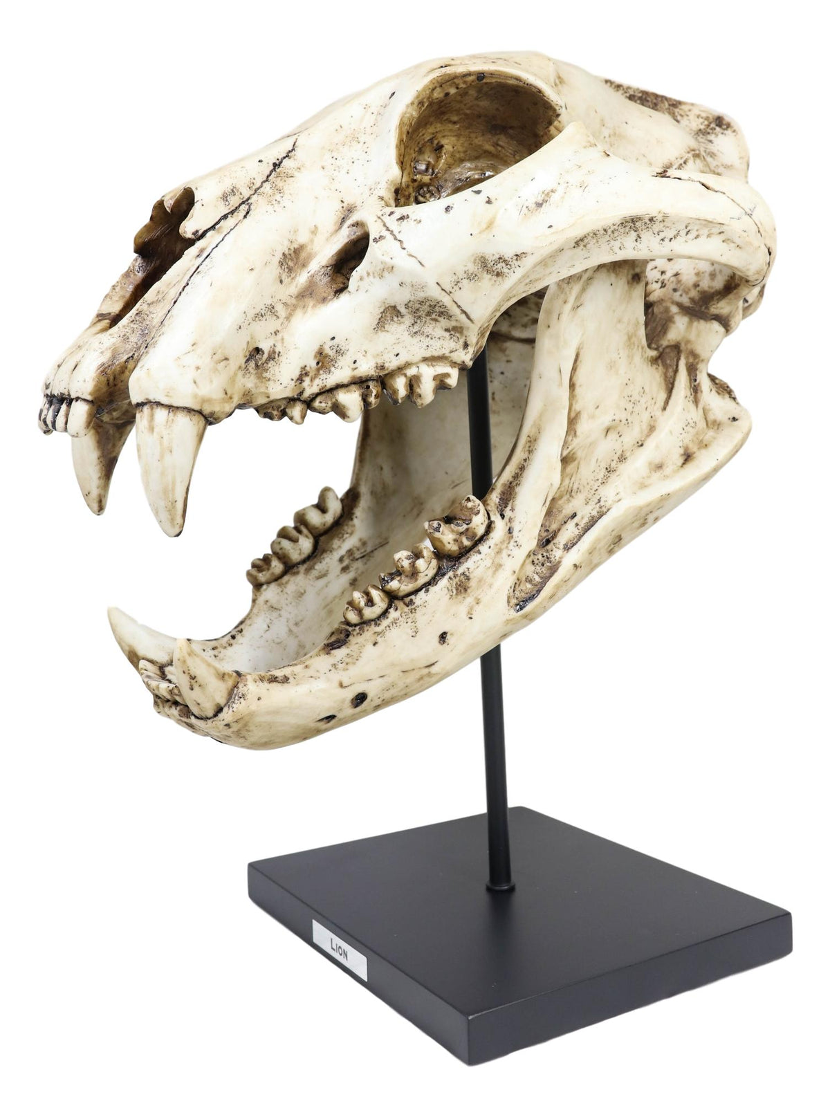 African Lion Fossil Skull Baring Jaws and Teeth Statue On Museum Pole Mount 14"H - Ebros Gift