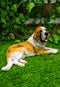 Ebros Saint Bernard Dog Statue 10.5"L Dogs Breed Gallery Quality Glass Eyes