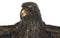 Large Grand Bald Eagle Perching On USA American Flag Figurine With Round Base