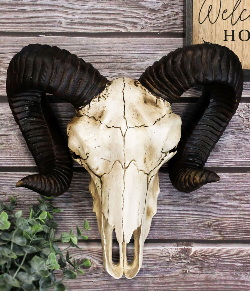 Large Bighorn Ram Skull Wall Decor 11" Wide Taxidermy Hanging Sculpture Plaque
