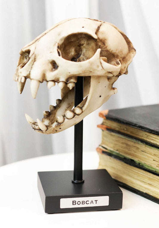 Faux Taxidermy Replica Bobcat Fossil Skull Statue On Museum Display Pole Mount