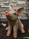 Large Country Farmhouse Adorable Realistic Animal Farm Babe Pig Sitting Statue