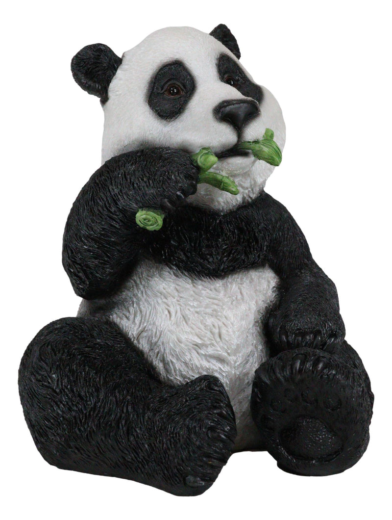 Ebros China Giant Panda Bear Eating Bamboo Statue 8.25" H with Glass Eyes