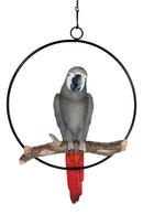 Hanging Grey Macaw Parrot Bird Perching On Branch With Metal Round Ring 13.5" H