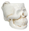 Ebros Ossuary Ghastly Death Skull Drinking Coffee Mug 12oz Tankard Beer Cup