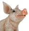 Large Country Farmhouse Adorable Realistic Animal Farm Babe Pig Sitting Statue