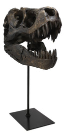 Jurassic Tyrannosaurus Rex T-Rex Faux Fossil Skull With Pole Display Mount 11.5"